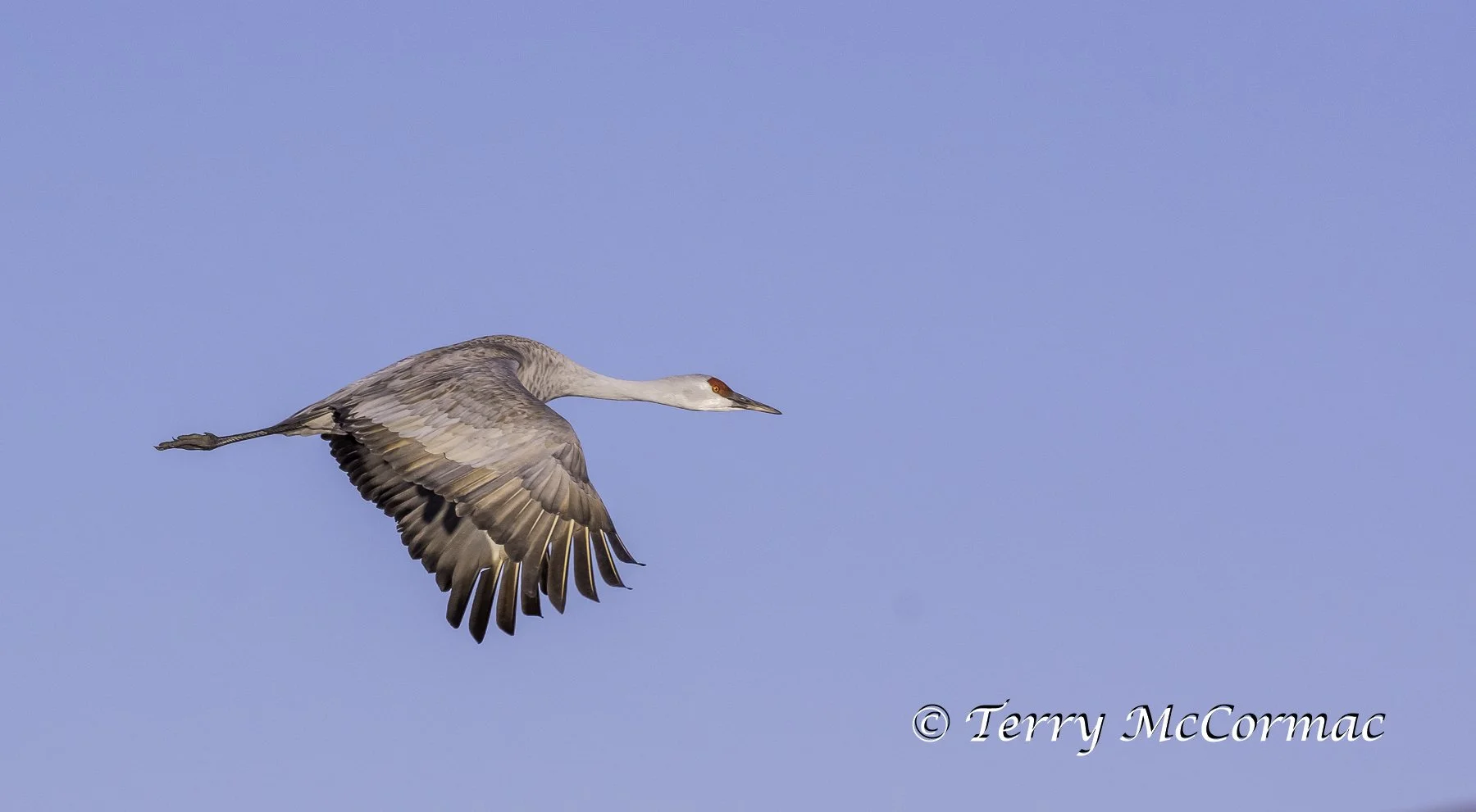 Sandhill Crane at the Barker Ranch, Richland, WA
