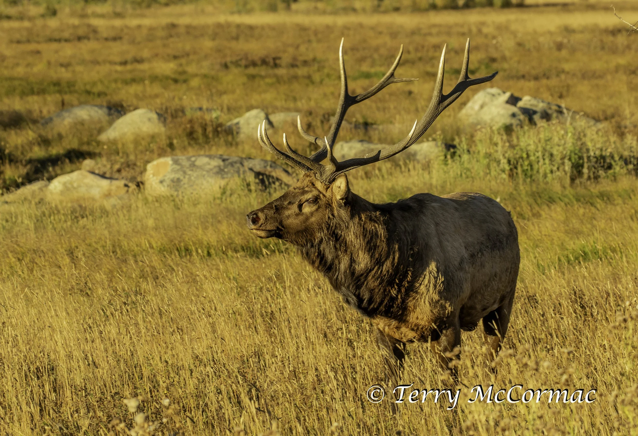 Bull Elk in the rutt Rocky Mountian National Park, CO