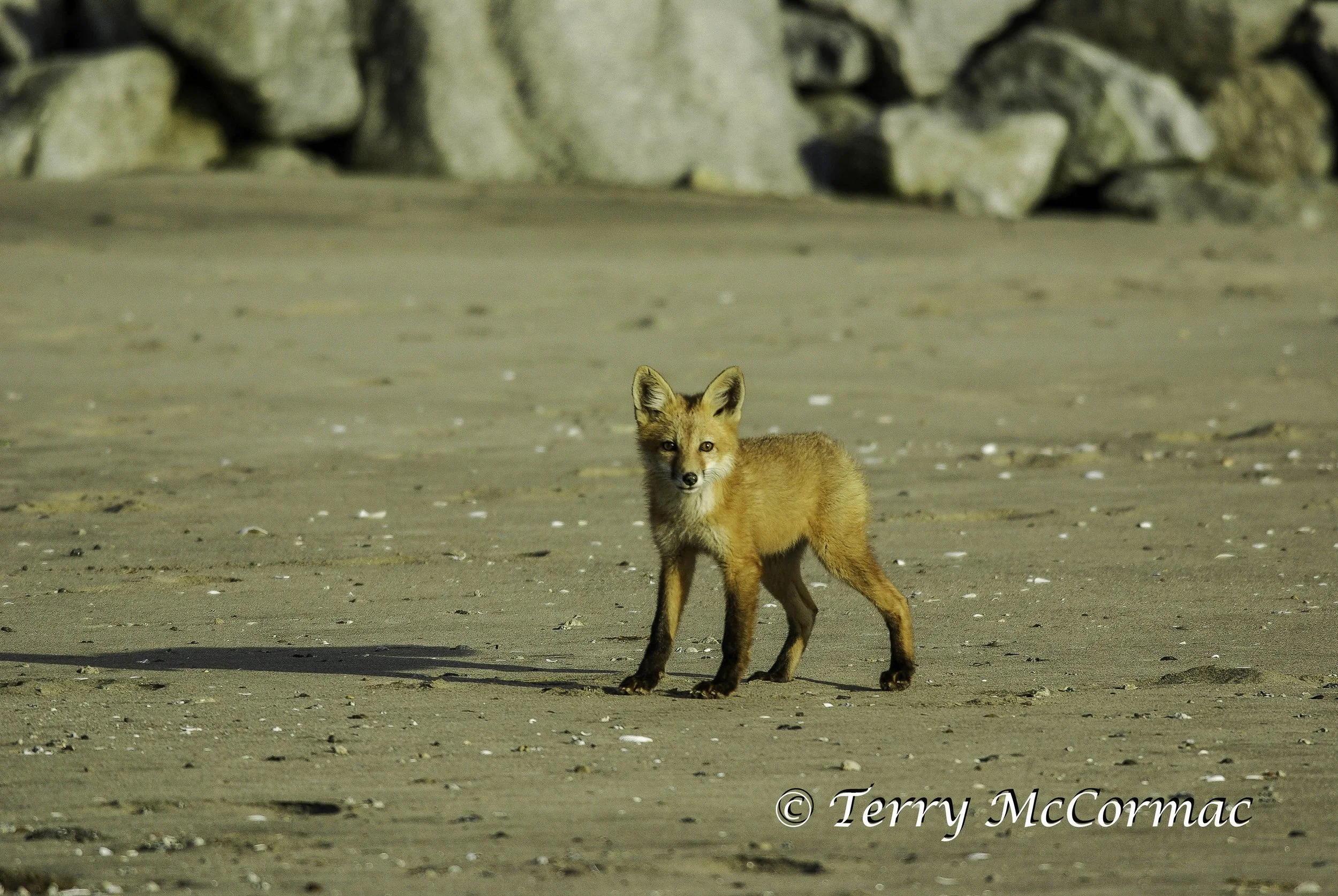 Red Fox, Moss Landing, CA
