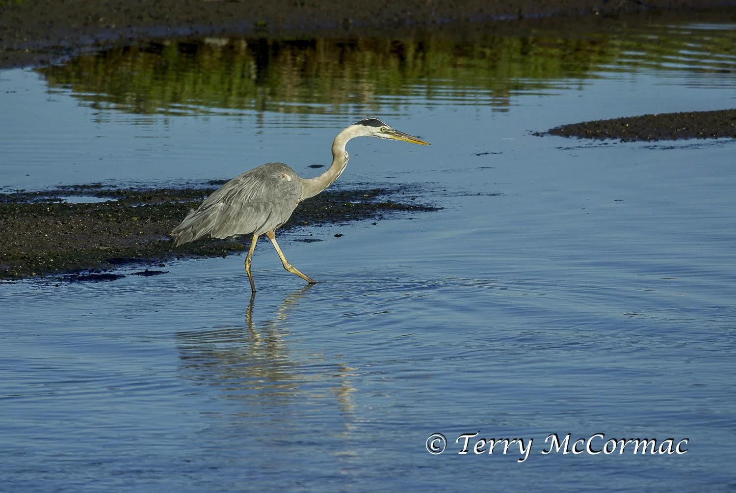 Great Blue Heron, Moss Landing CA