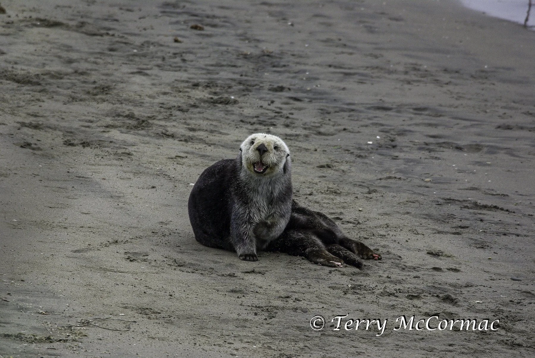 Sea Otter on the beach, Moss Landing, CA