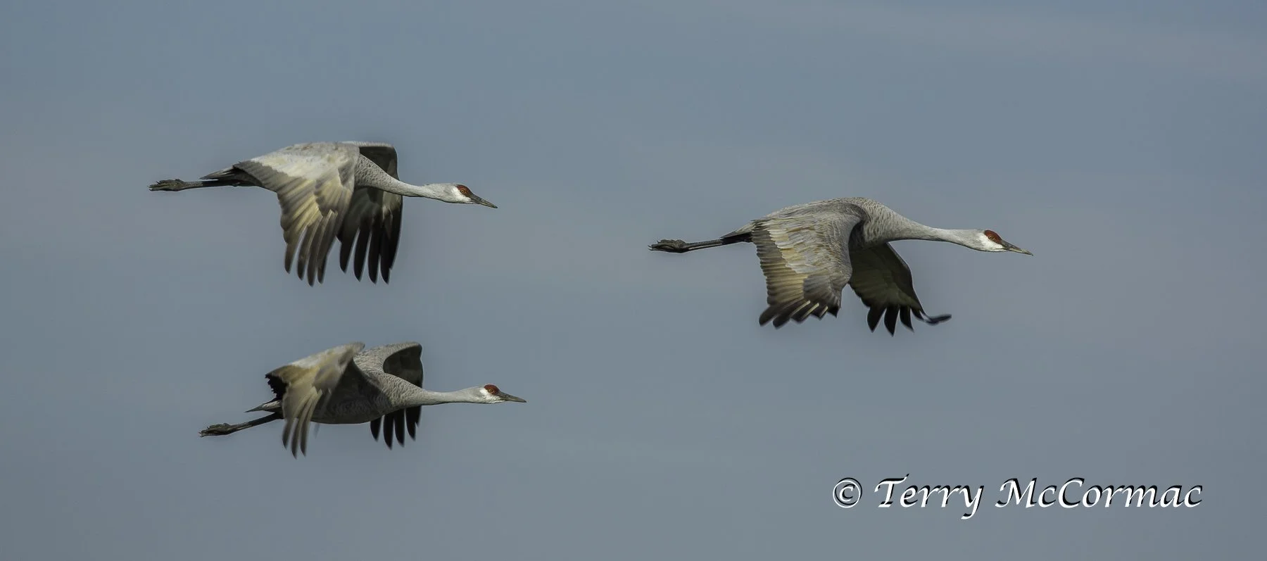 Sandhill Cranes in Flight Merced National Wildlife Refuge, CA