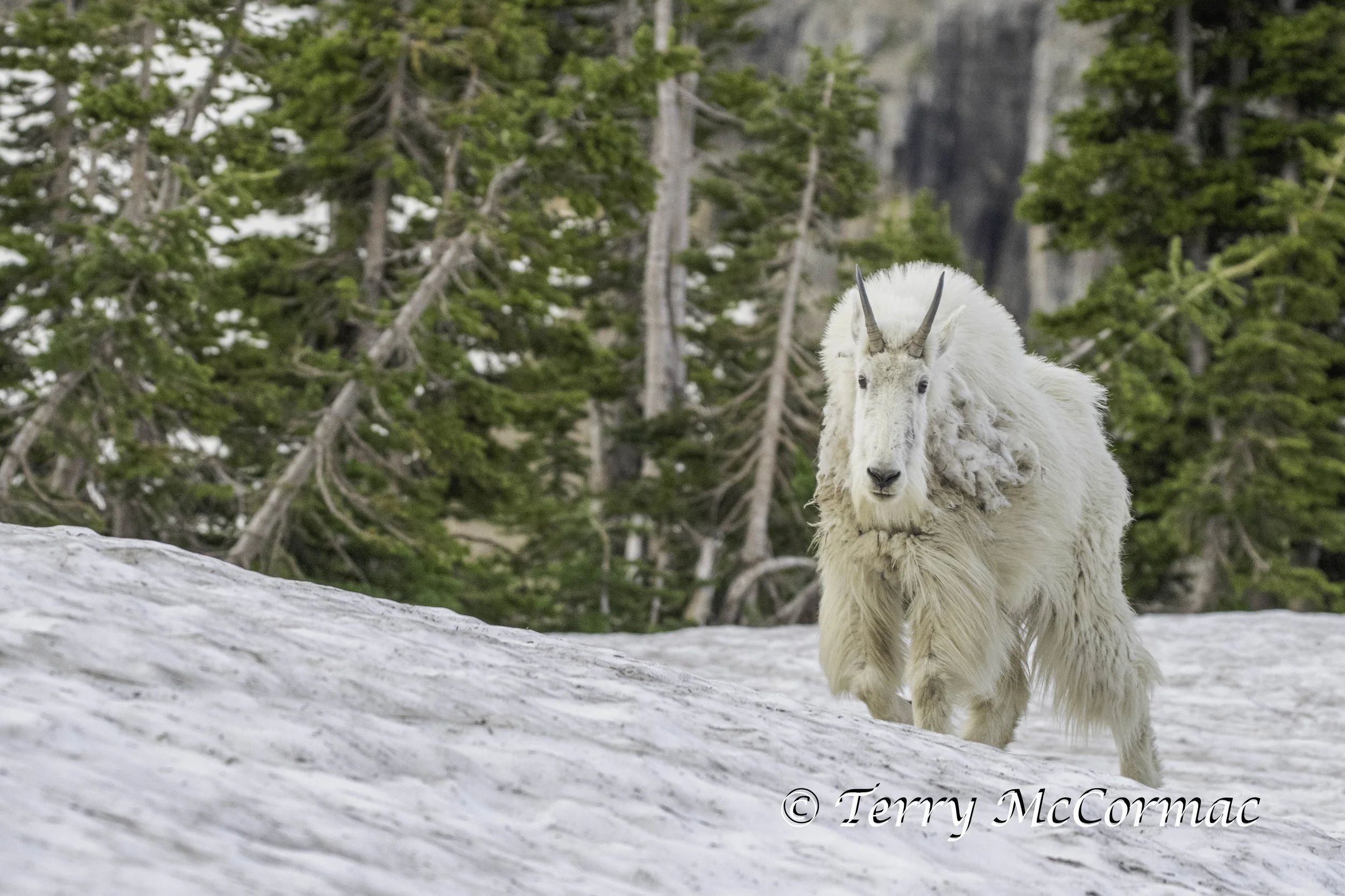 Mountian Goat, Glacier National Park, Montana