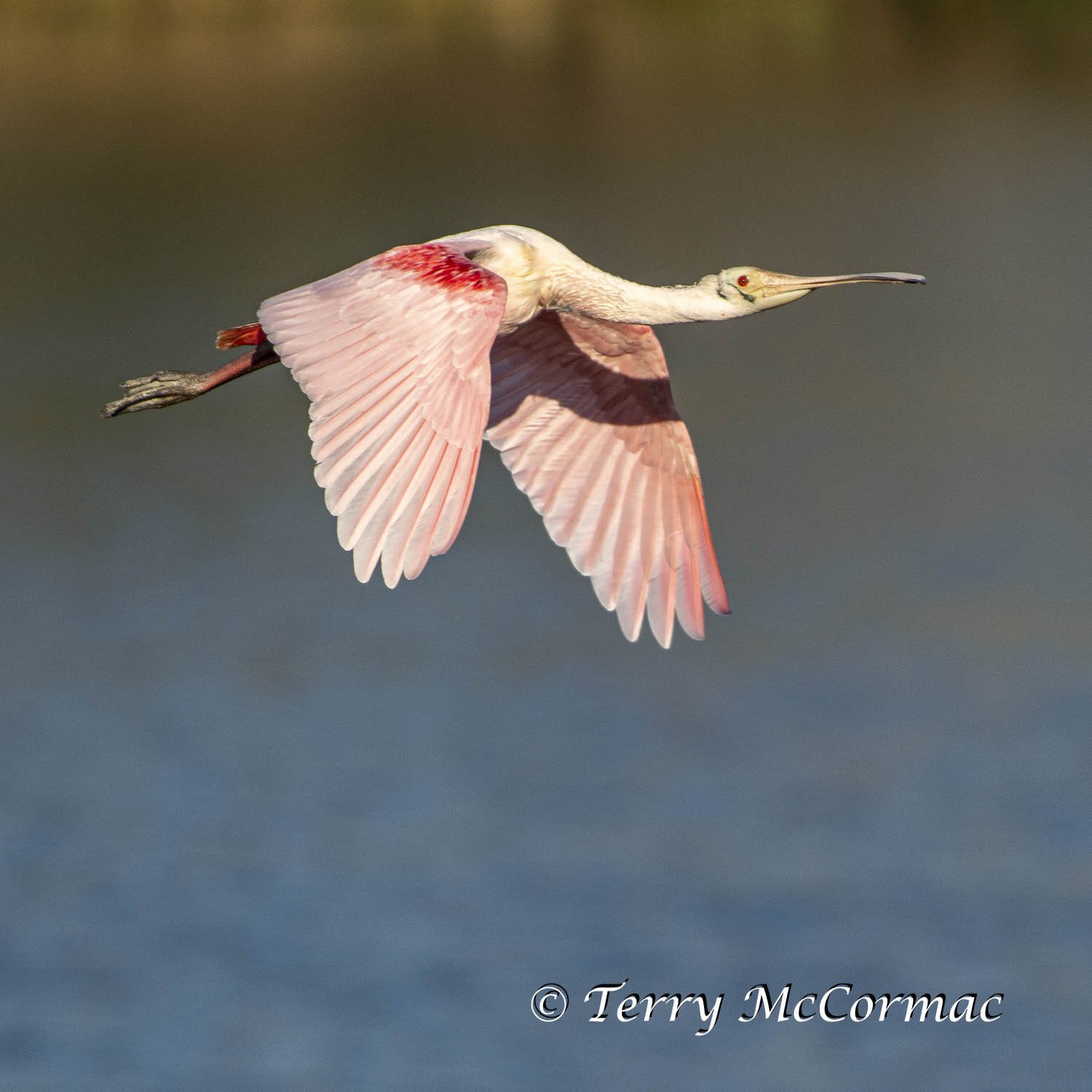 Roseate Spoonbill  High Island Rookery, Texas