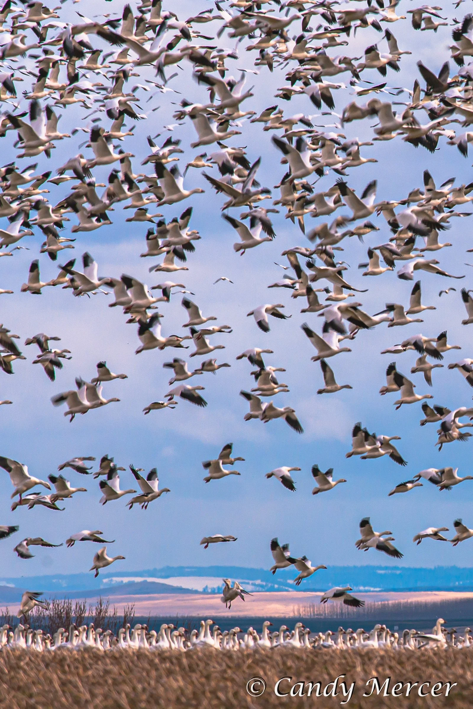 Snow Geese Washington State