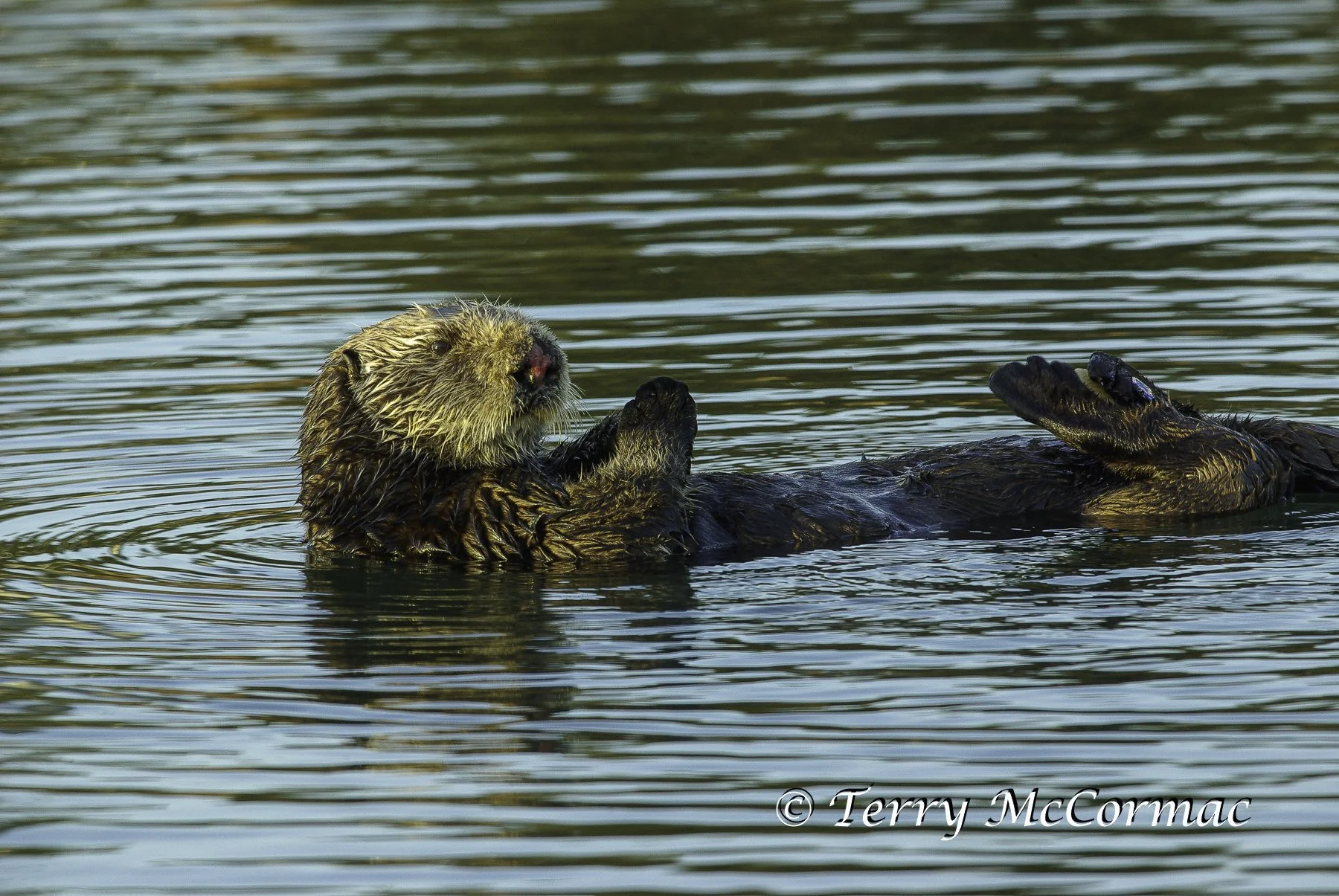 Sea Otter, Moss Landing, CA