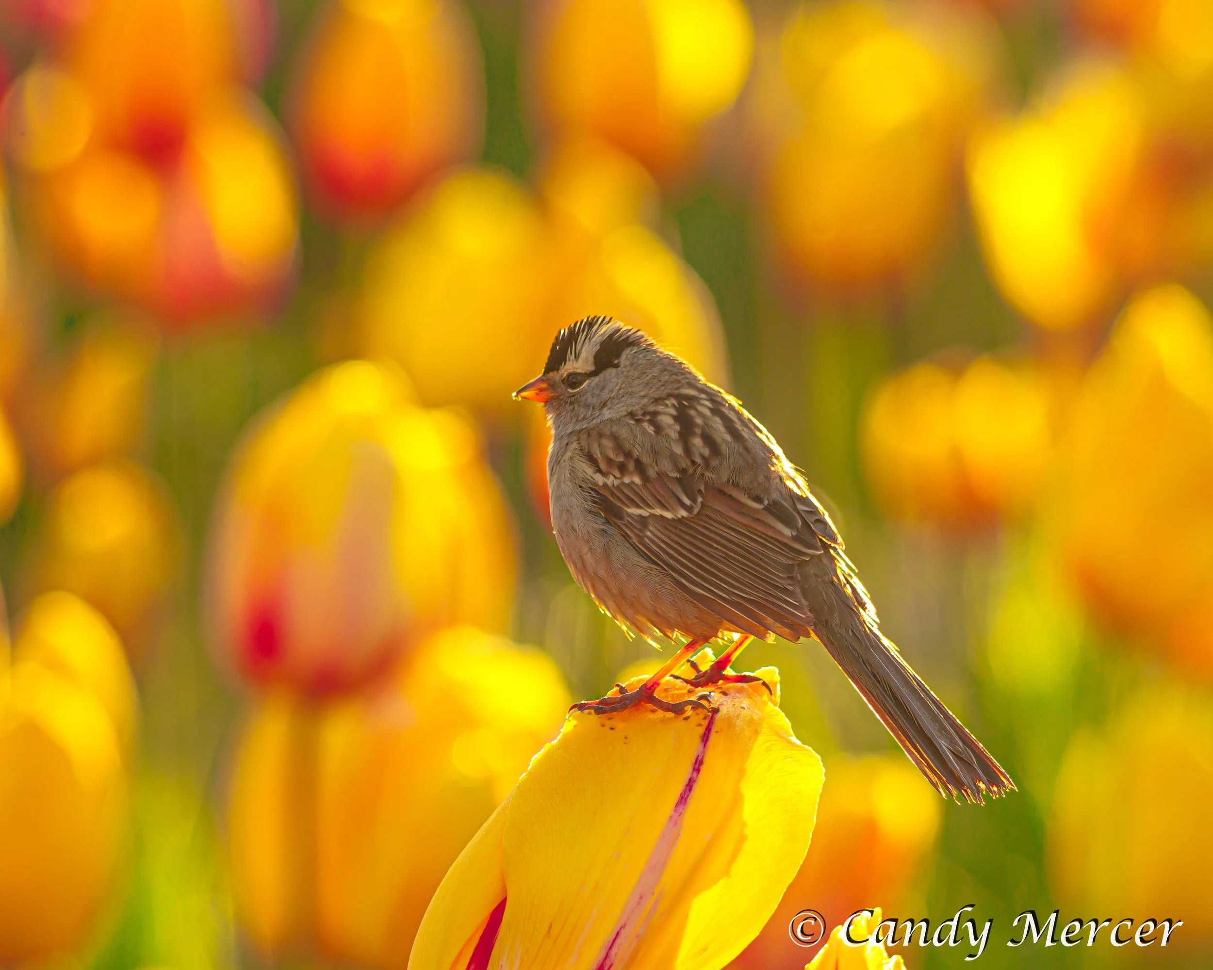 Sparrow at the tulip garden