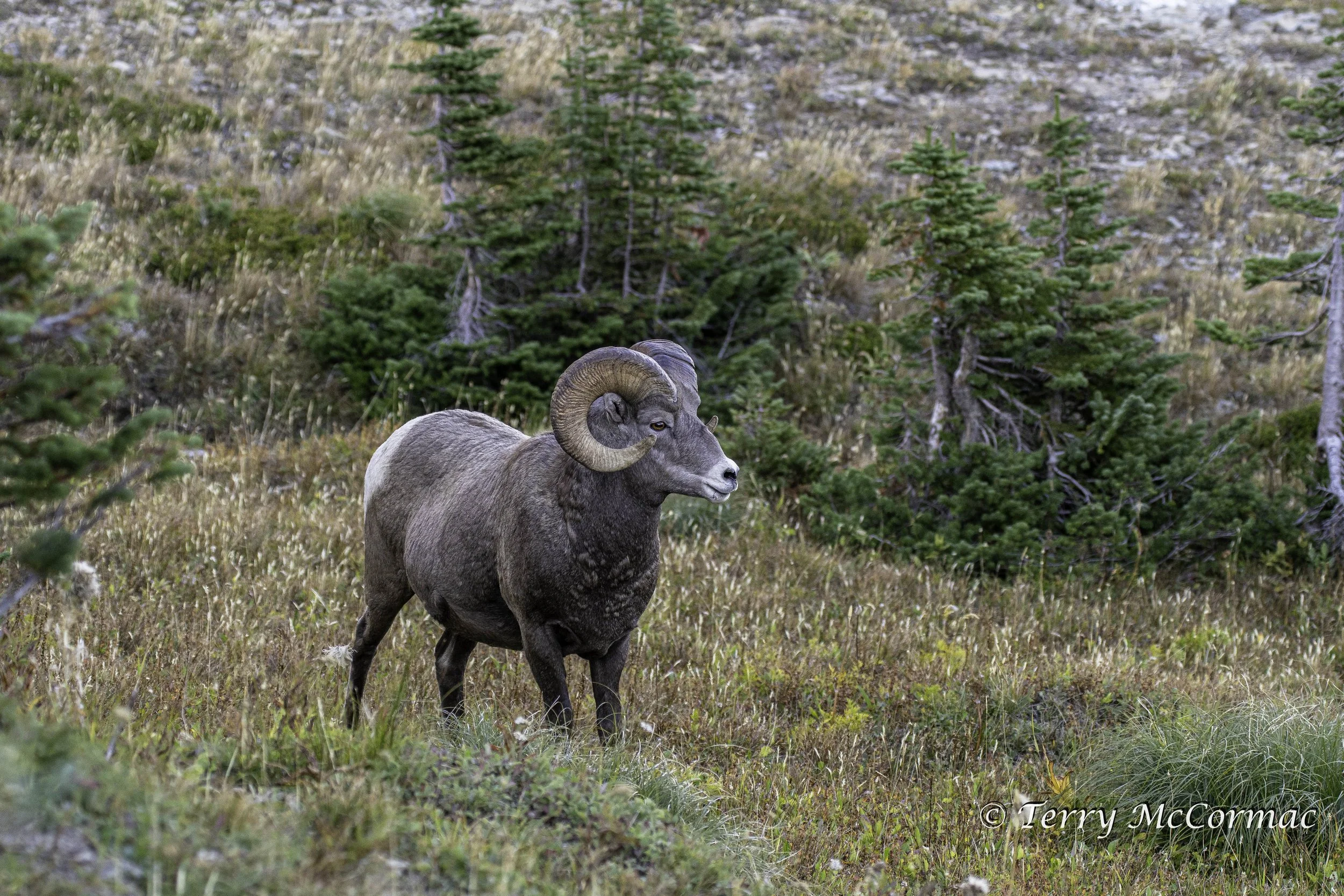 Rocky Mountain Bighorn Ram, Glacier National Park, MT