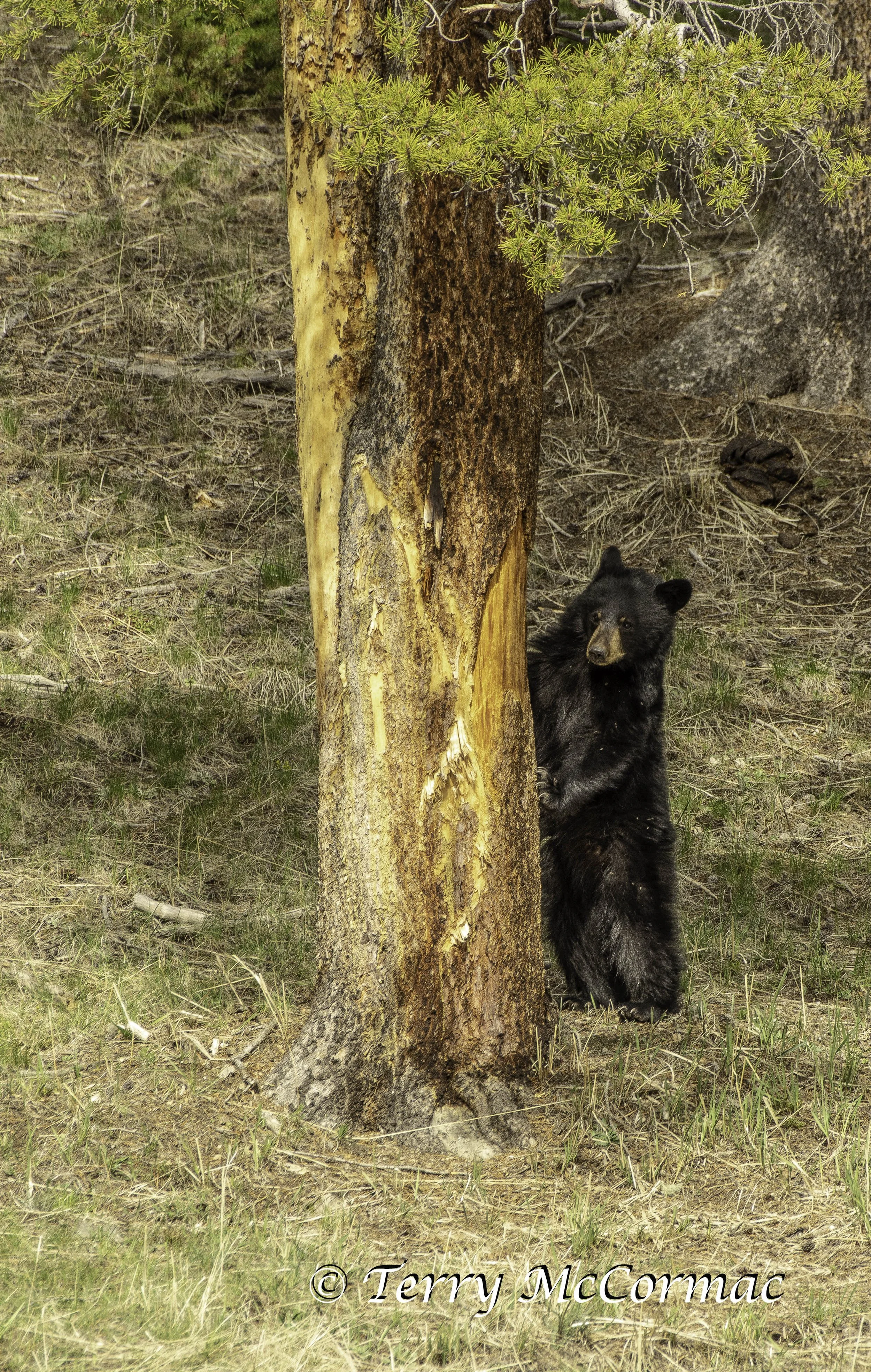Female Black Bear watching her cubs Yellowstone National Park, WY