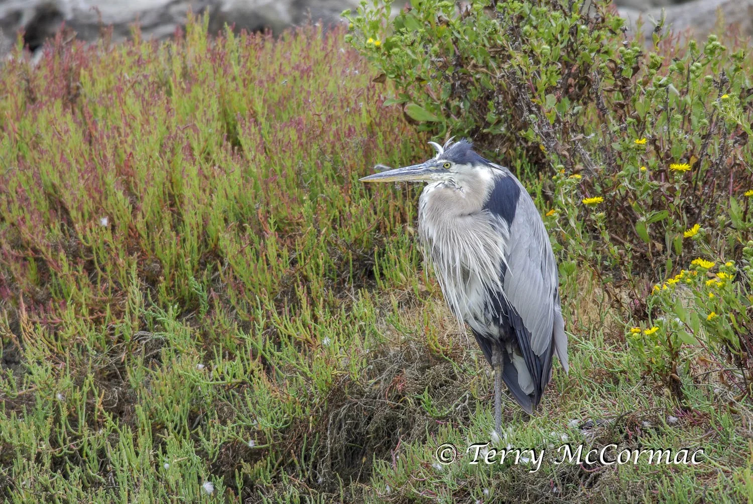 Great Blue Heron, Moss Landing CA