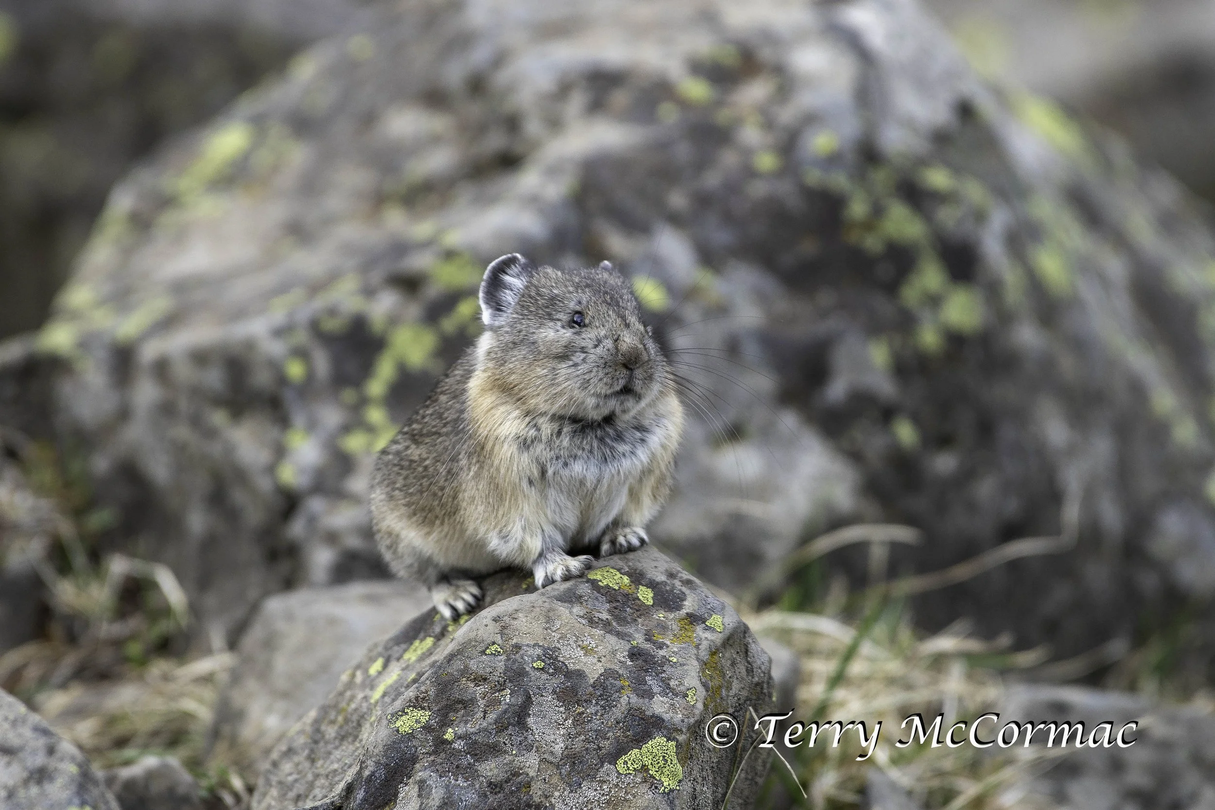 Pika, Yellowstone National Park, WY