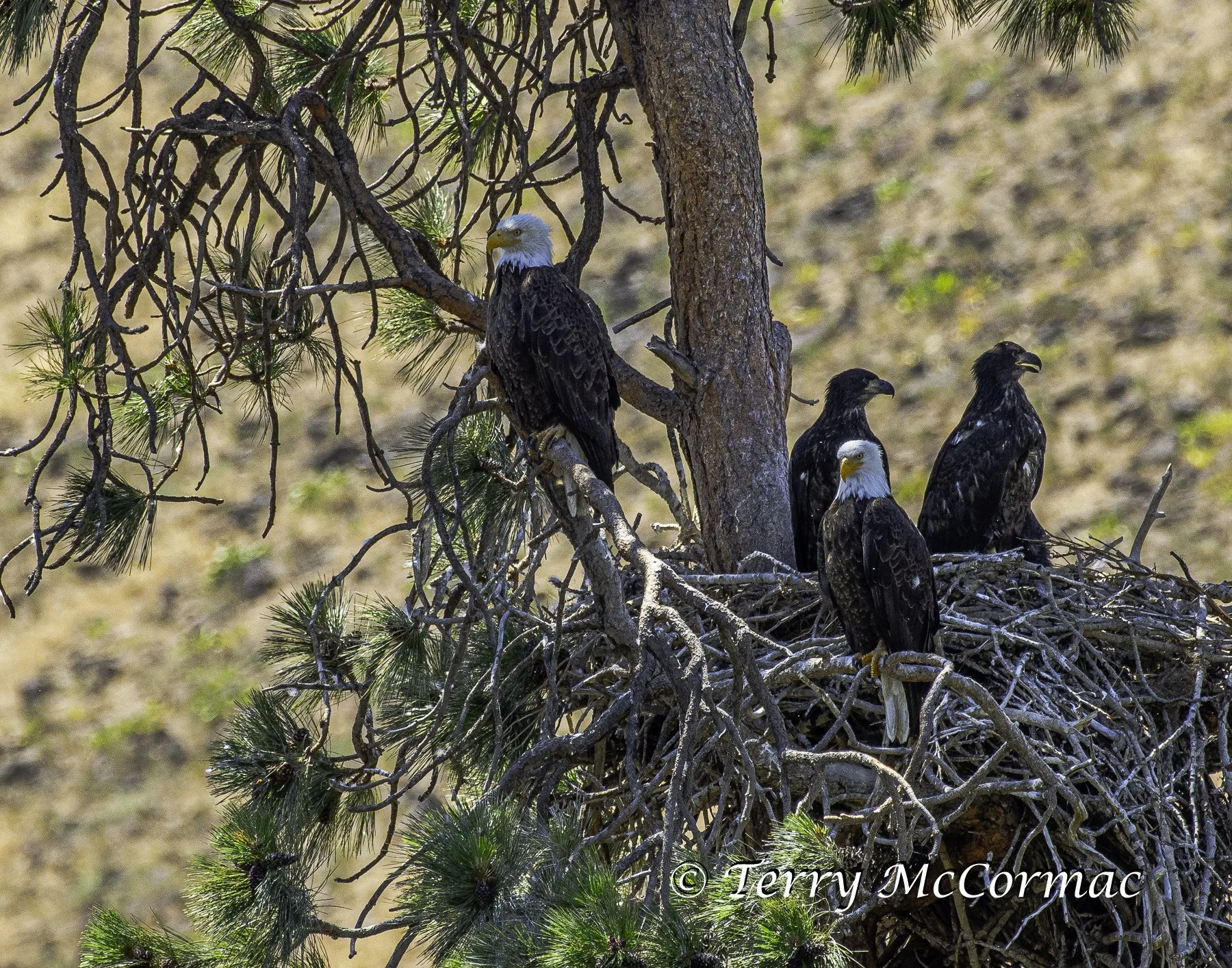 Bald Eagle Nest with young, Yakima Canyon, WA