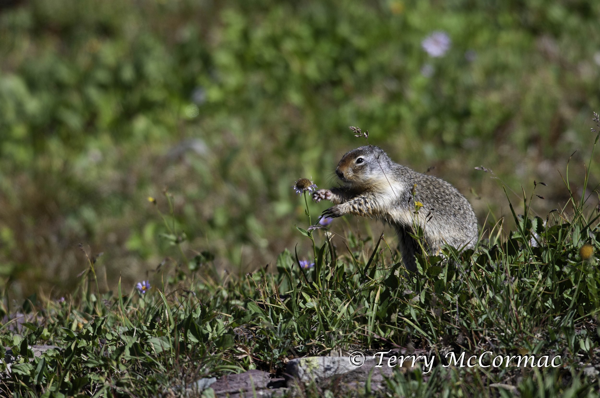 Columbian Ground Squirrel, Glacier National Park