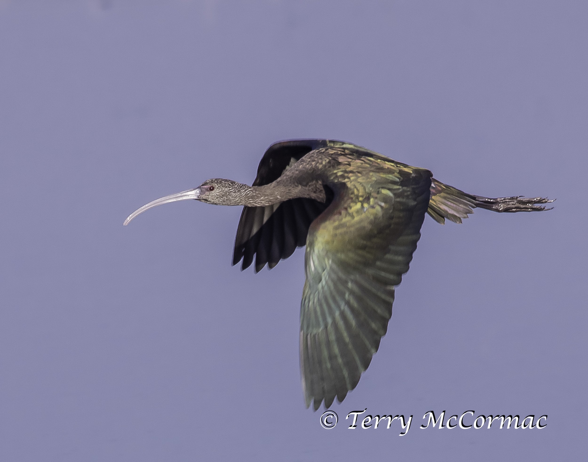 White-faced Ibis