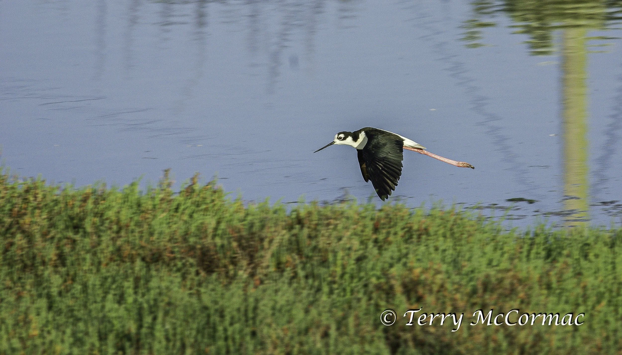  Black-necked Stilt