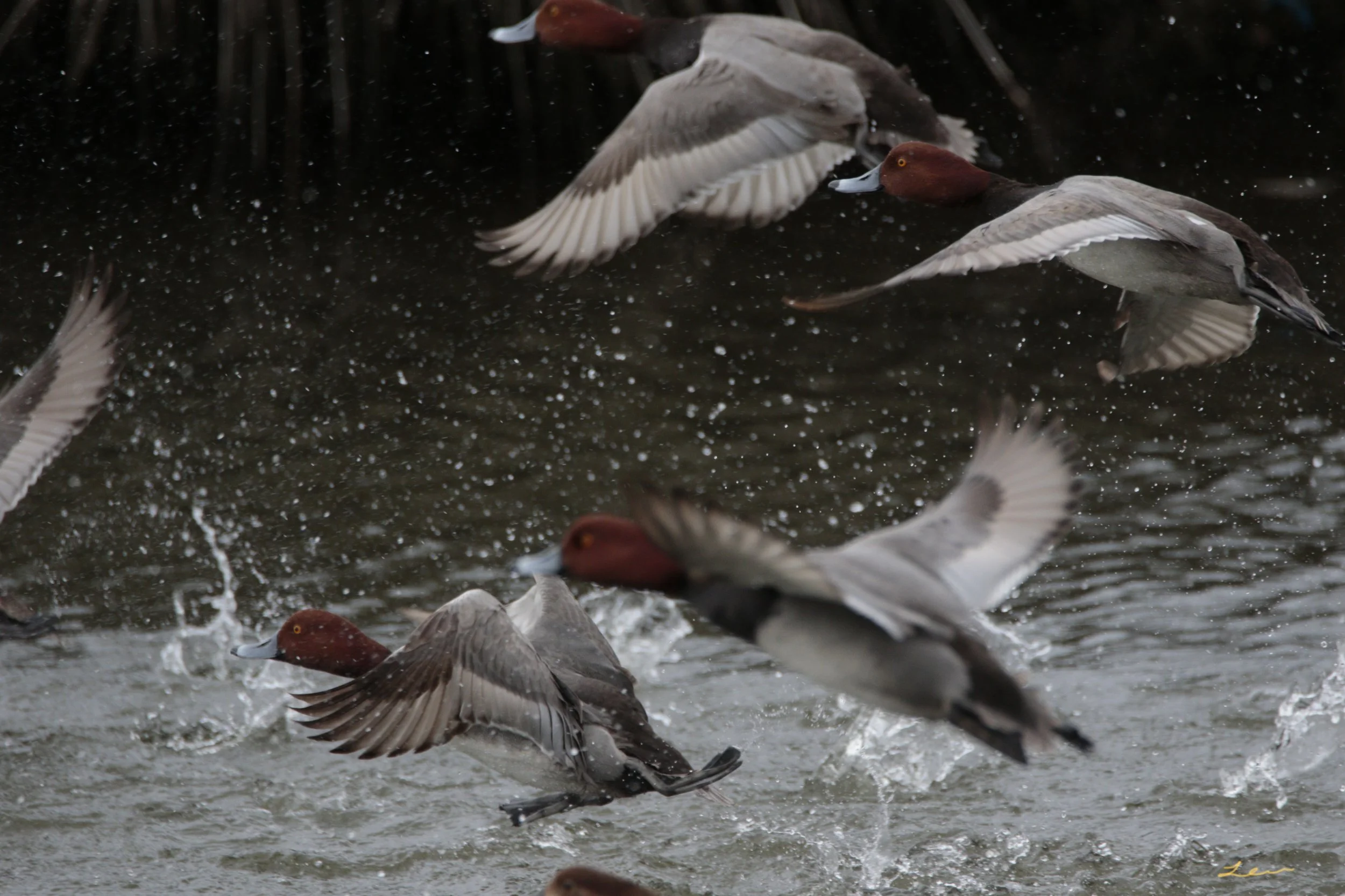 Red-Headed Ducks in Motion Photo Print 18x12