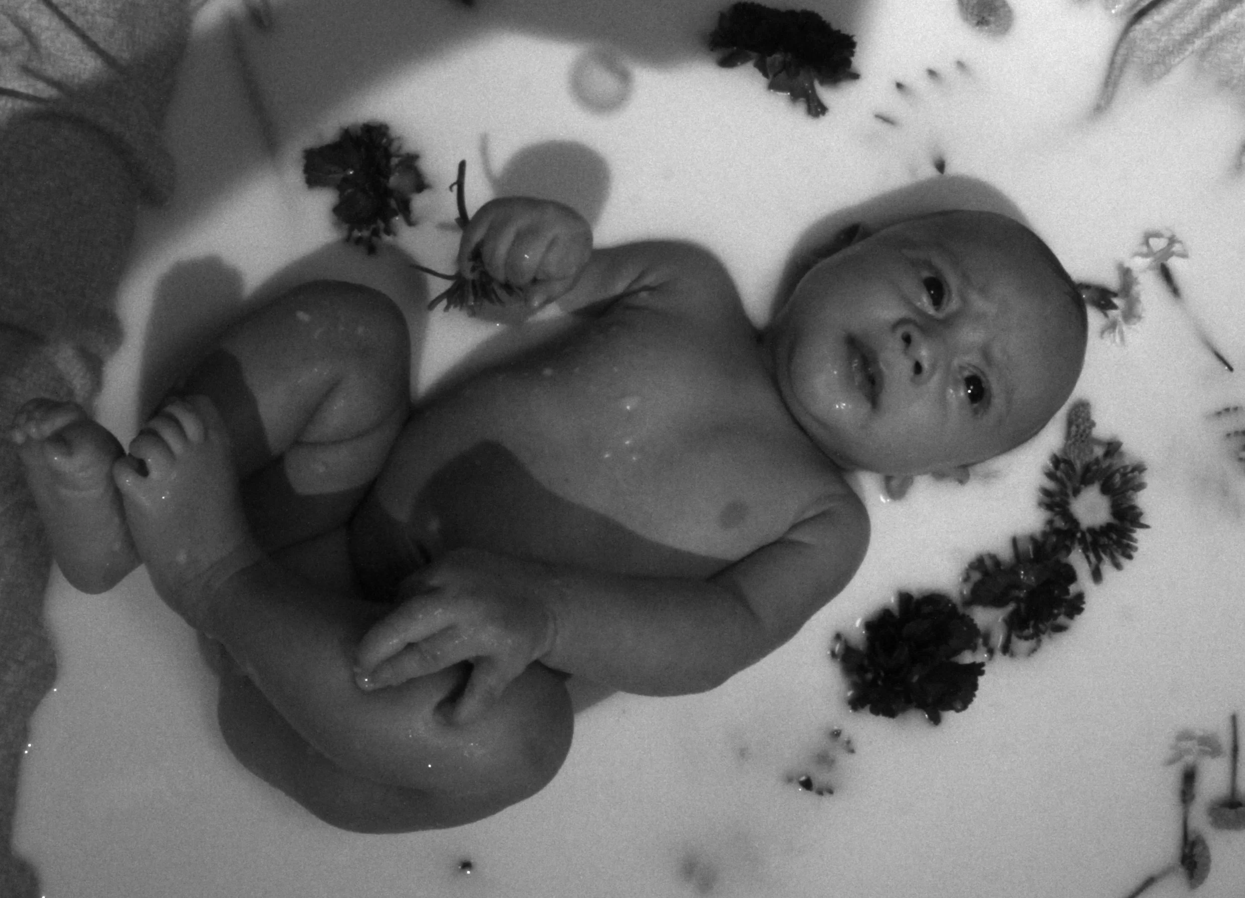 newborn baby   portraits .