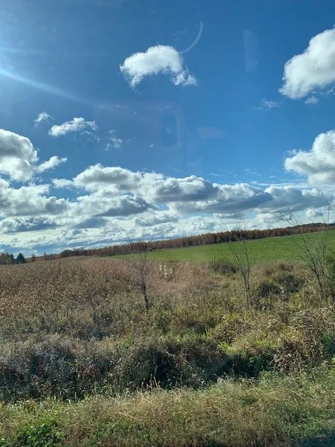 Open field with green grass and dry brush, blue sky with scattered clouds, and distant trees on the horizon.