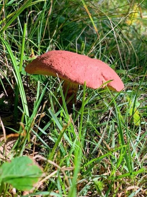 Red mushroom growing among grass and plants in a natural setting.