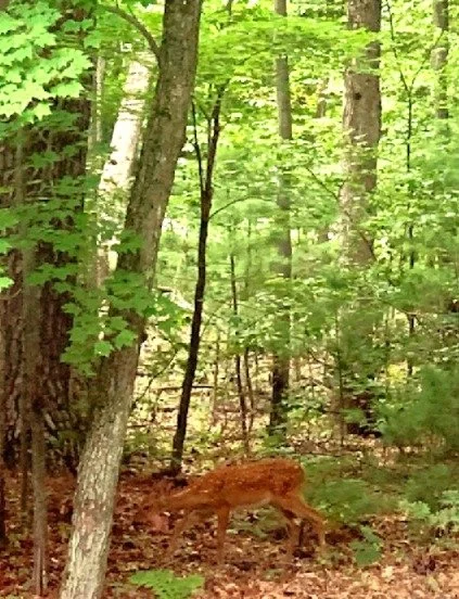 A young deer walking through a lush green Northern Wisconsin forest with trees and foliage.