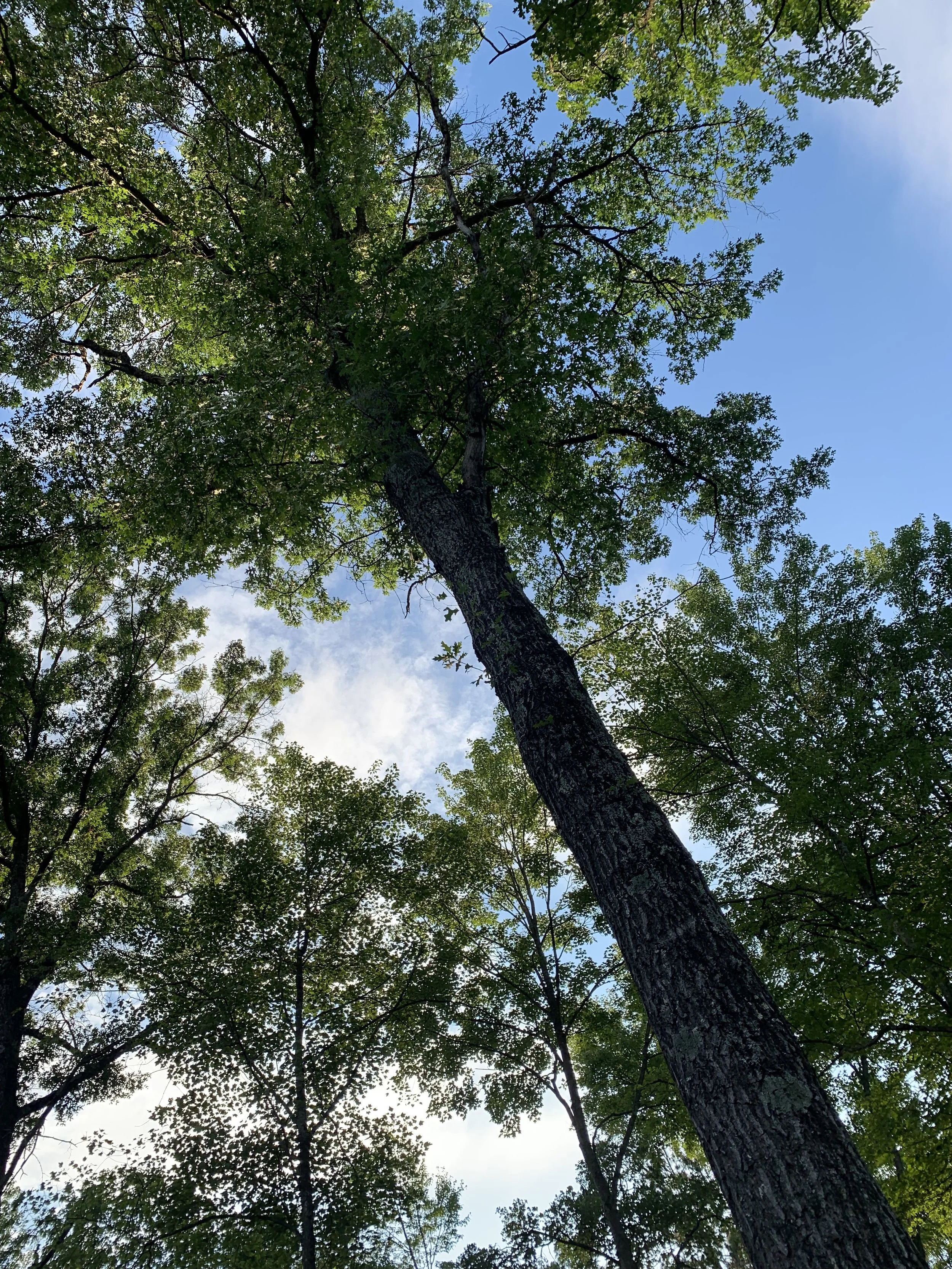 Looking up at a tall tree with green leaves against a partly cloudy sky.