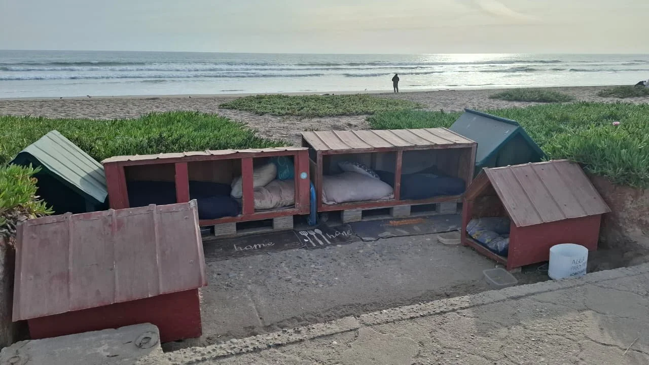 Casas para perros hechas con palets de madera y tejados en una playa con arena y vegetación, con el mar al fondo y una persona viendo al océano.