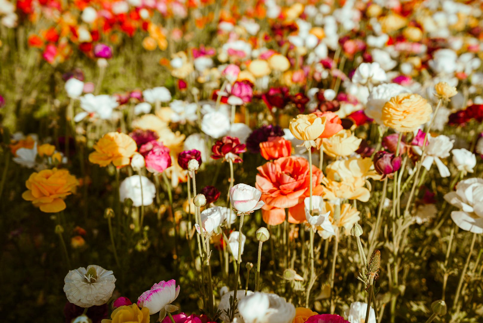 Colorful field of blooming ranunculus flowers.