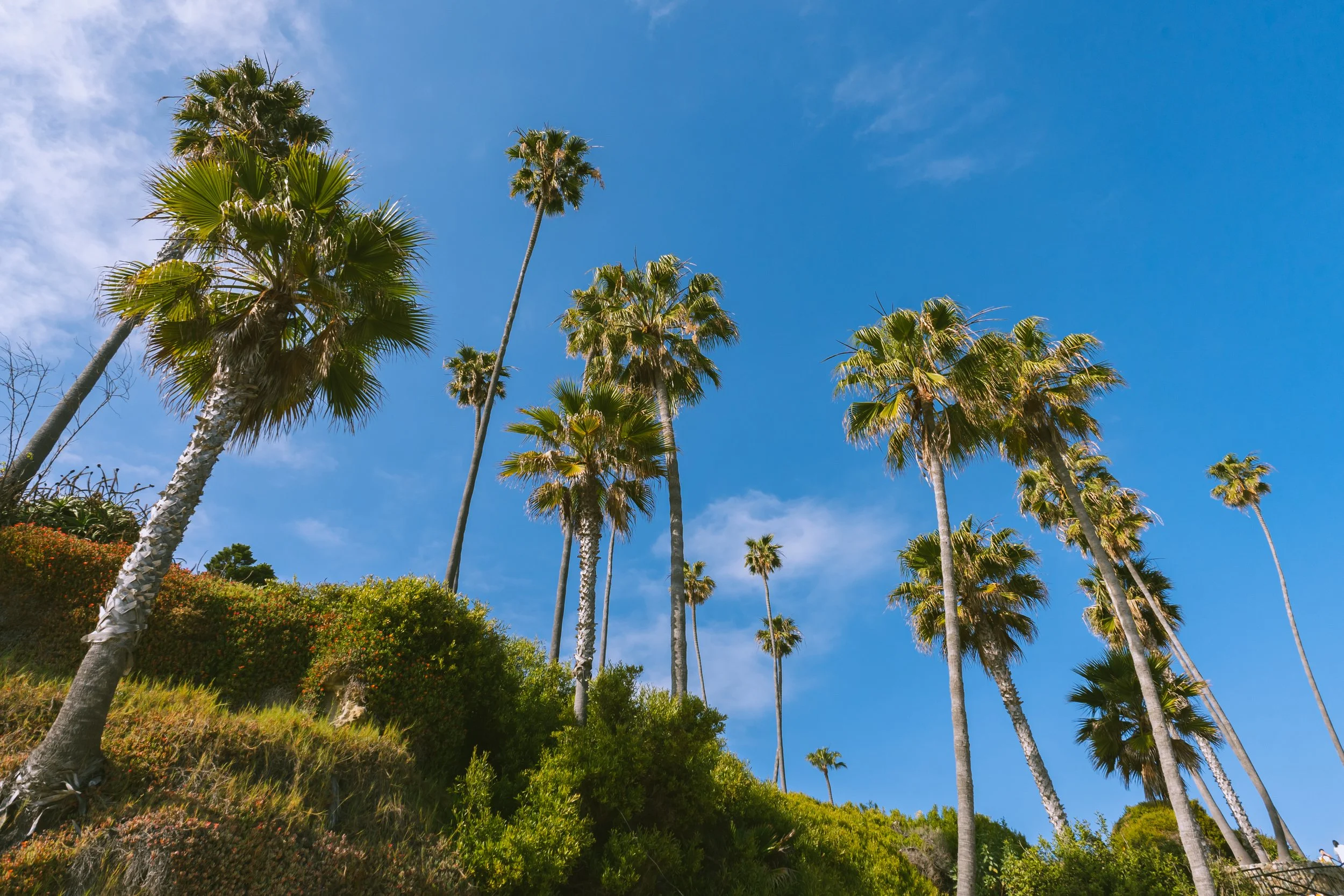 Tall palm trees against a clear blue sky with green shrubbery at the base.