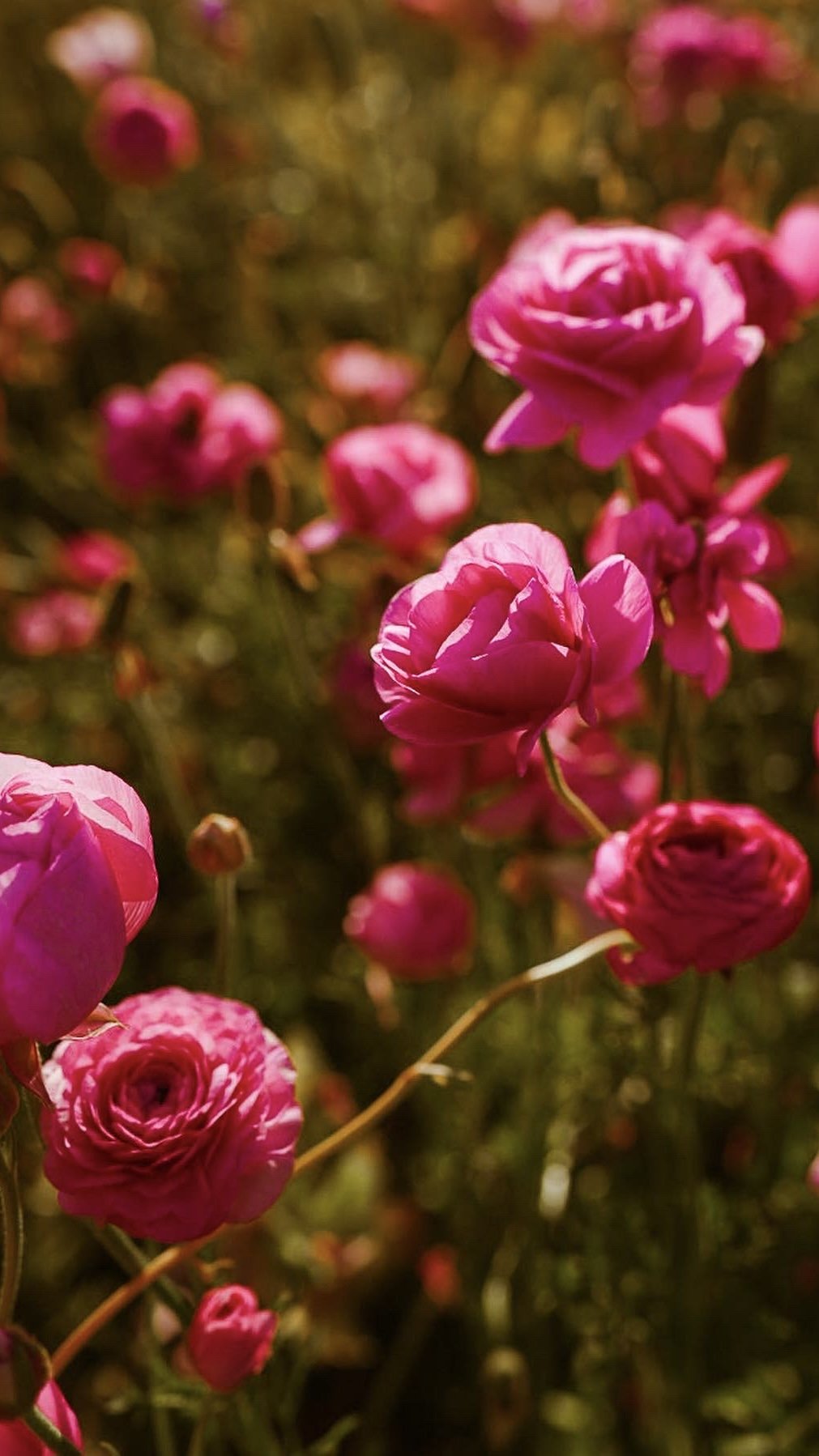 Close-up of blooming pink flowers in a garden setting