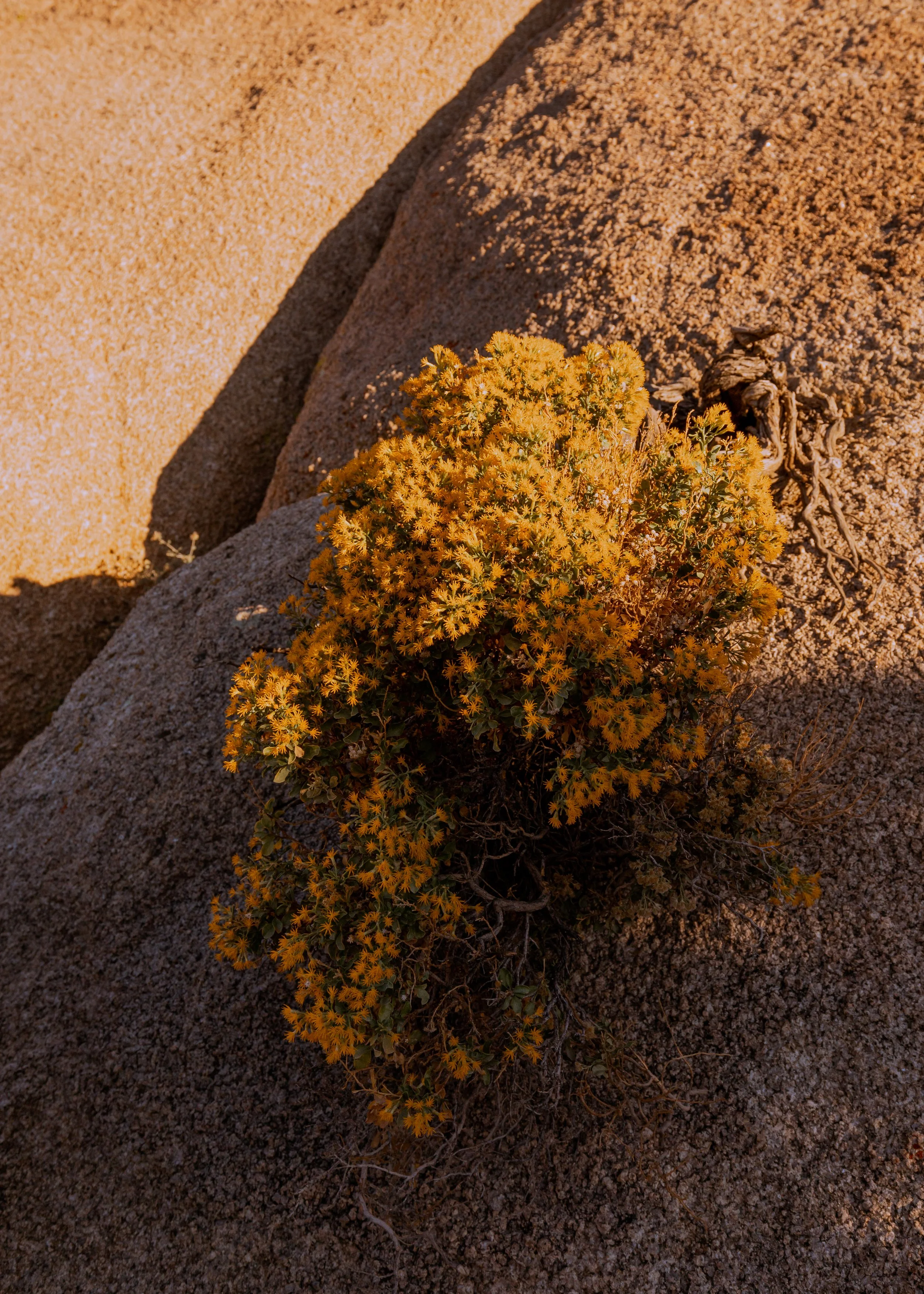 Yellow desert shrub on rocky terrain