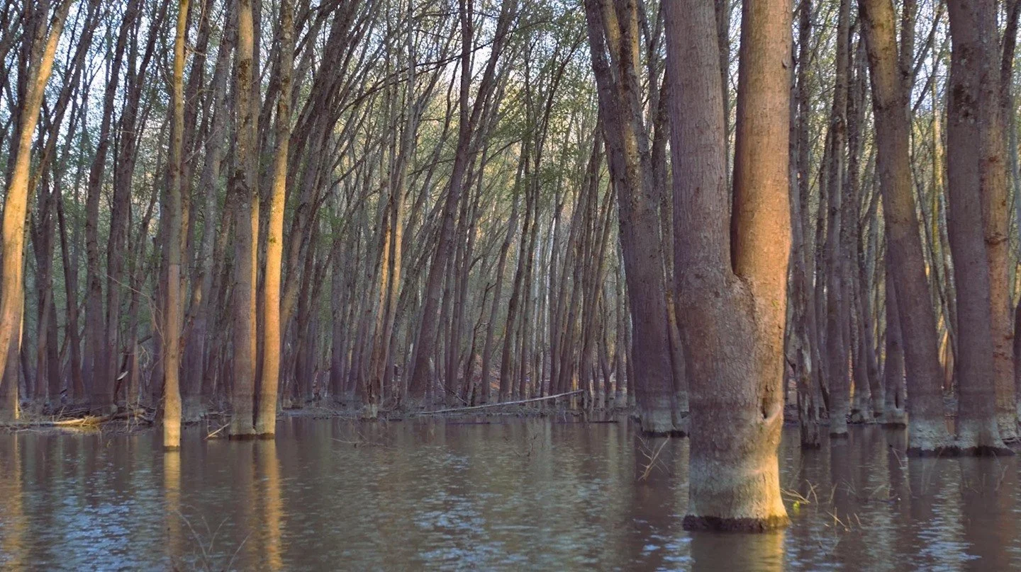 Film still of tree trunks growing out of a body of water, serene, the light from a blue sky reflecting off the water.