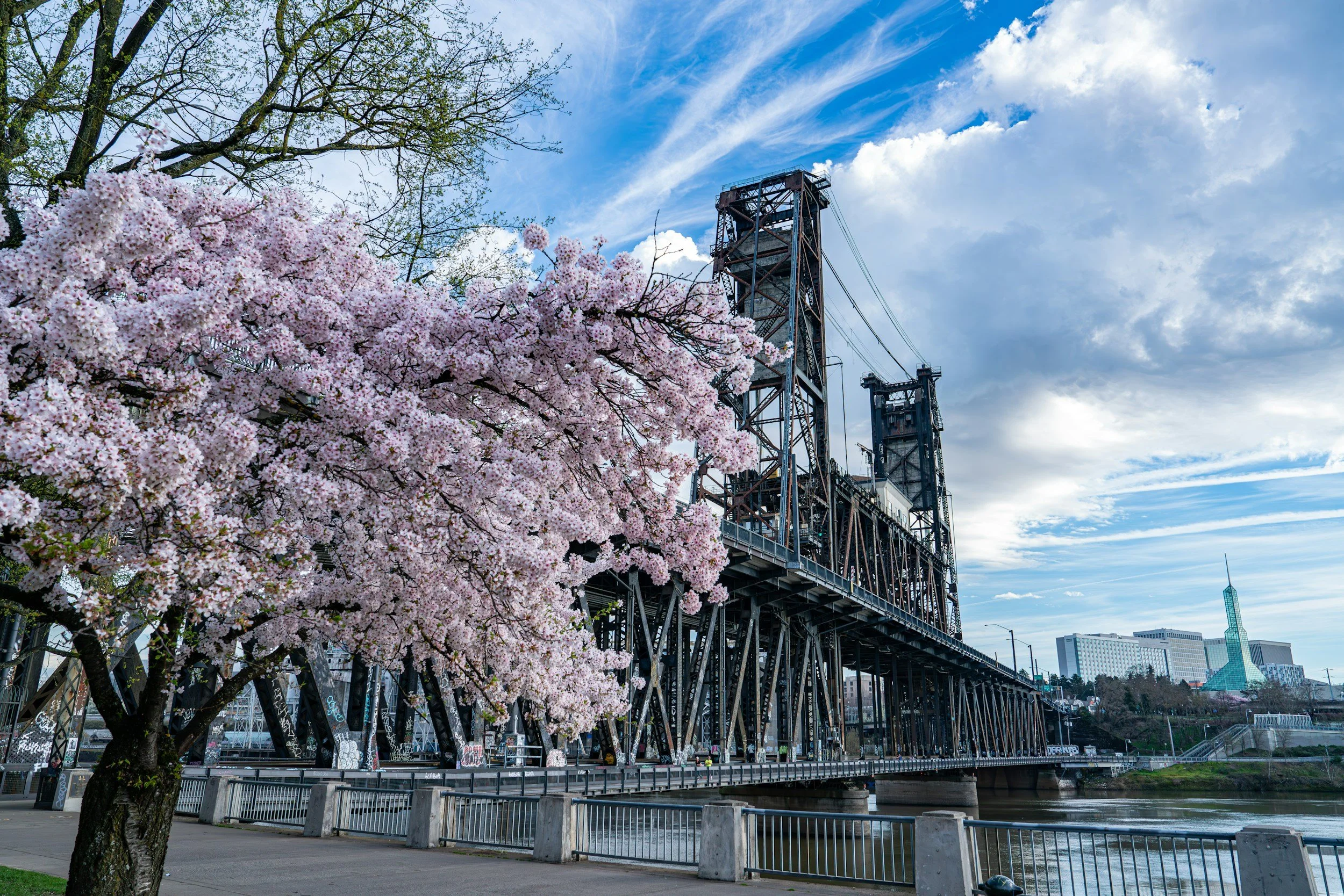 Pink cherry blossoms on a tree along a river with an industrial bridge structure and city buildings in the background under a partly cloudy sky.