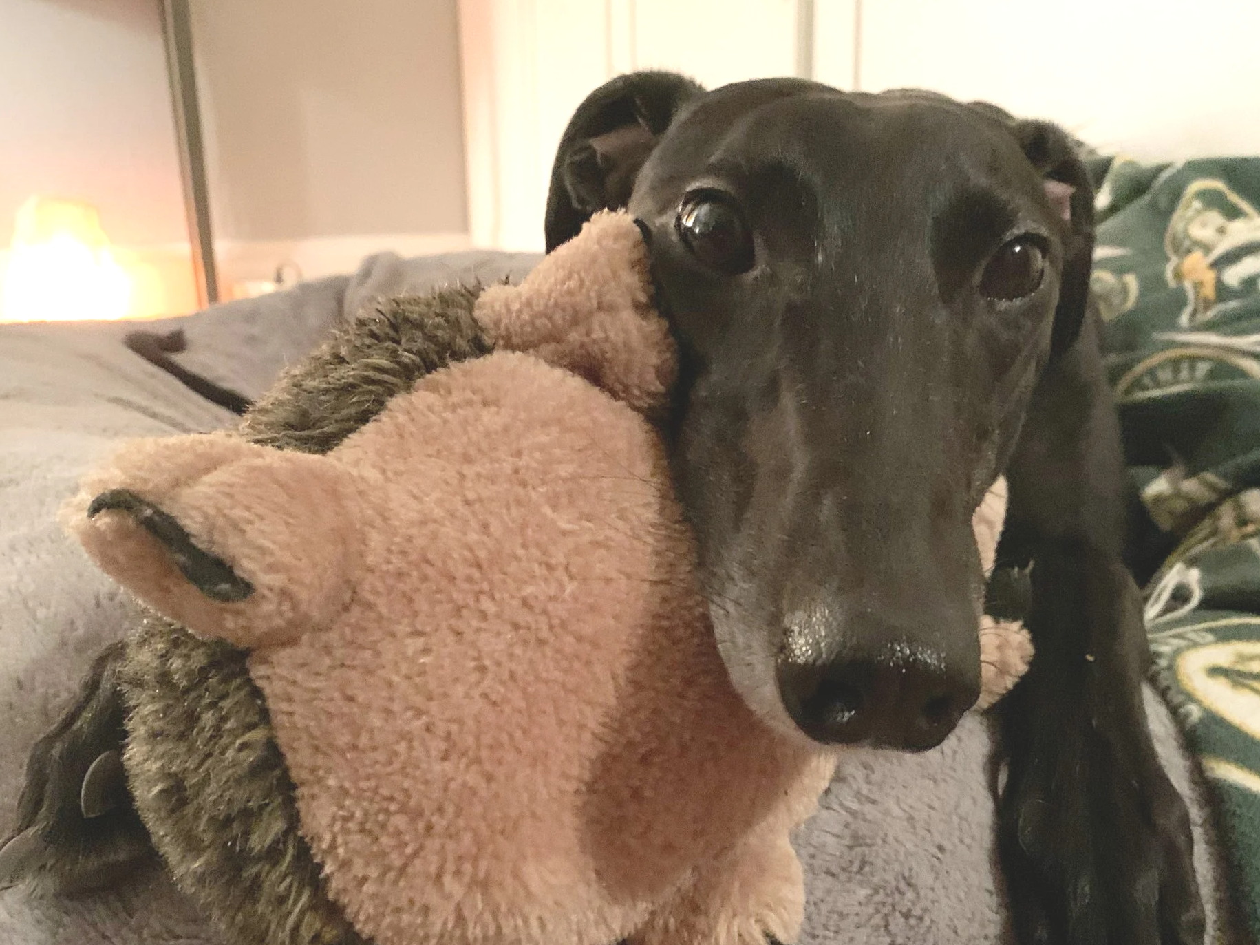 A Greyhound’s Guide to Buying a House