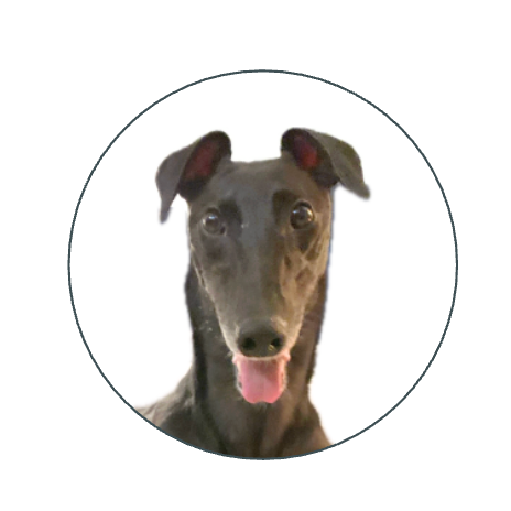Close-up of a black dog with pink tongue hanging out, inside a circular frame.