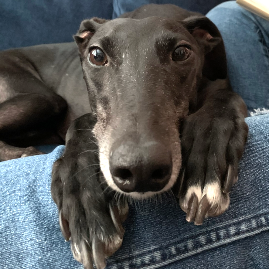 Close-up of a black dog with expressive eyes, laying on a person's lap with its paws resting on their denim jeans.