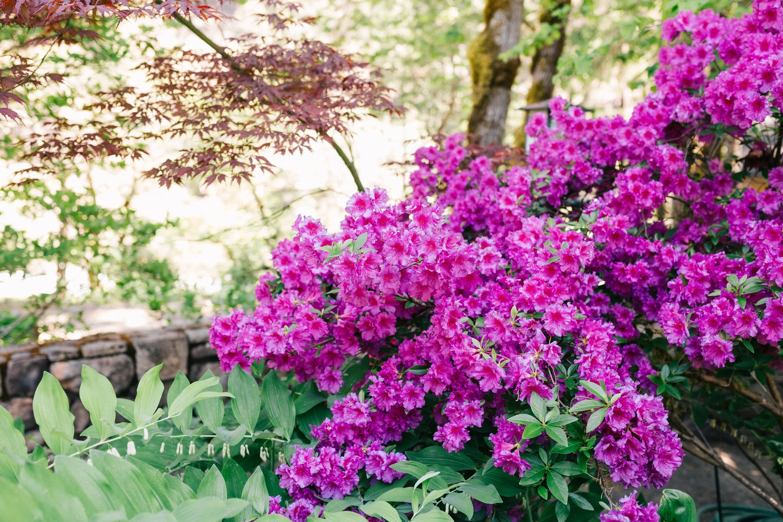 Bright pink flowering shrubs in a garden with green leaves and a stone border.