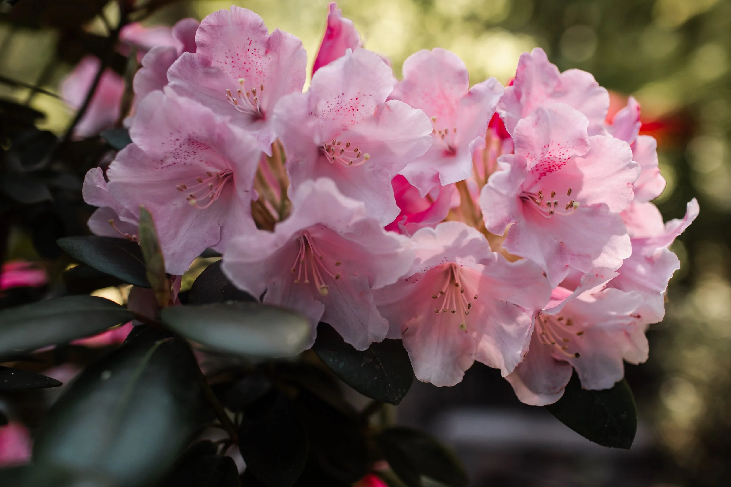 Close-up of pink rhododendron flowers with dark green leaves in the background.