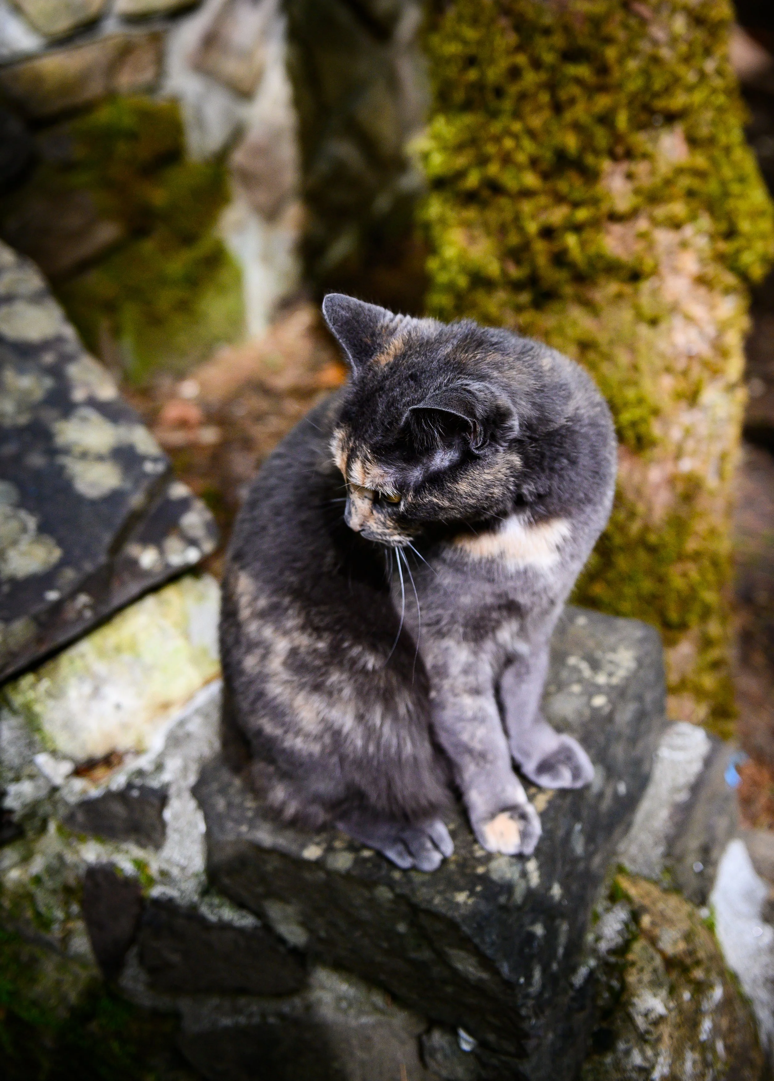 A tabby cat with black, orange, and white fur sitting on a stone ledge outdoors, looking to the side with a background of moss-covered rocks and a mossy tree trunk.