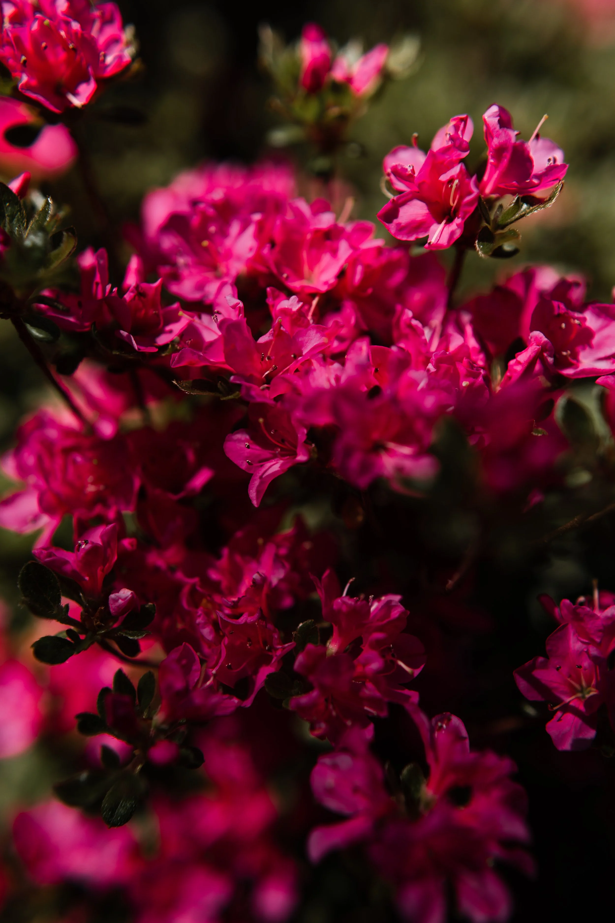 Close-up of pink azalea flowers blooming on a shrub outdoors.
