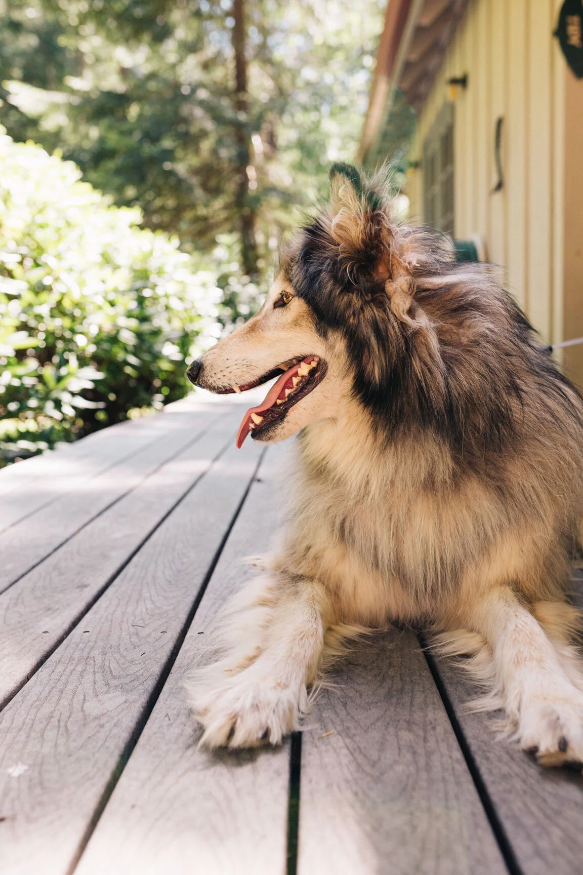 A Rough Collie dog lying on a wooden deck outside a yellow house, with trees and green foliage in the background.