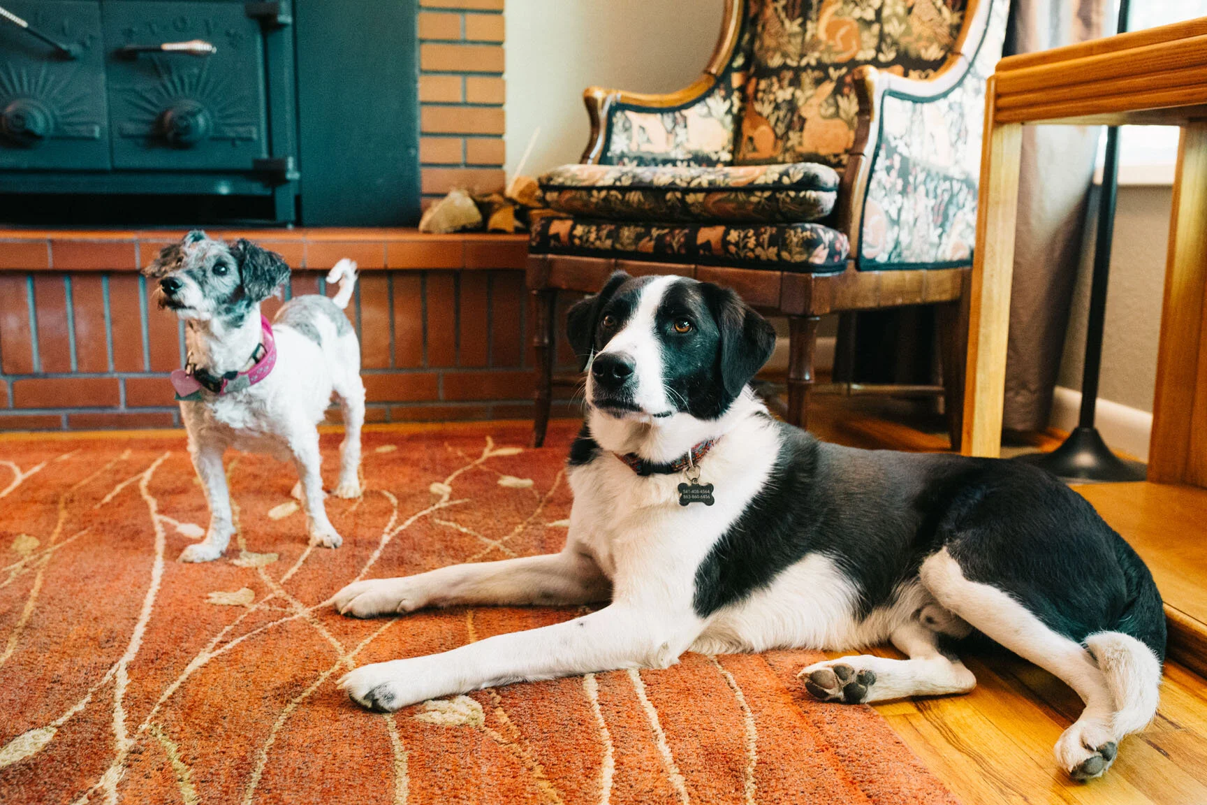 Two dogs in a living room with a brick fireplace, a floral upholstered chair, and wooden furniture. One dog is lying on the rug, and the other is standing nearby.