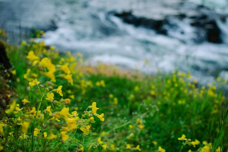 flowers-umpqua-river.jpg