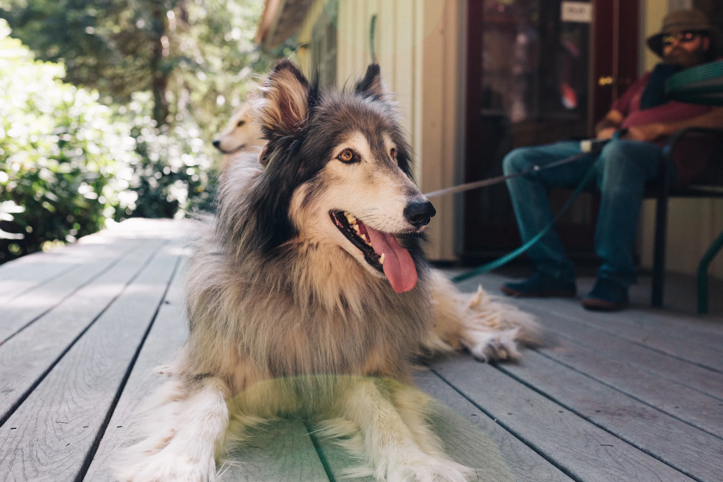 pet friendly cottage in the woods near waterfalls