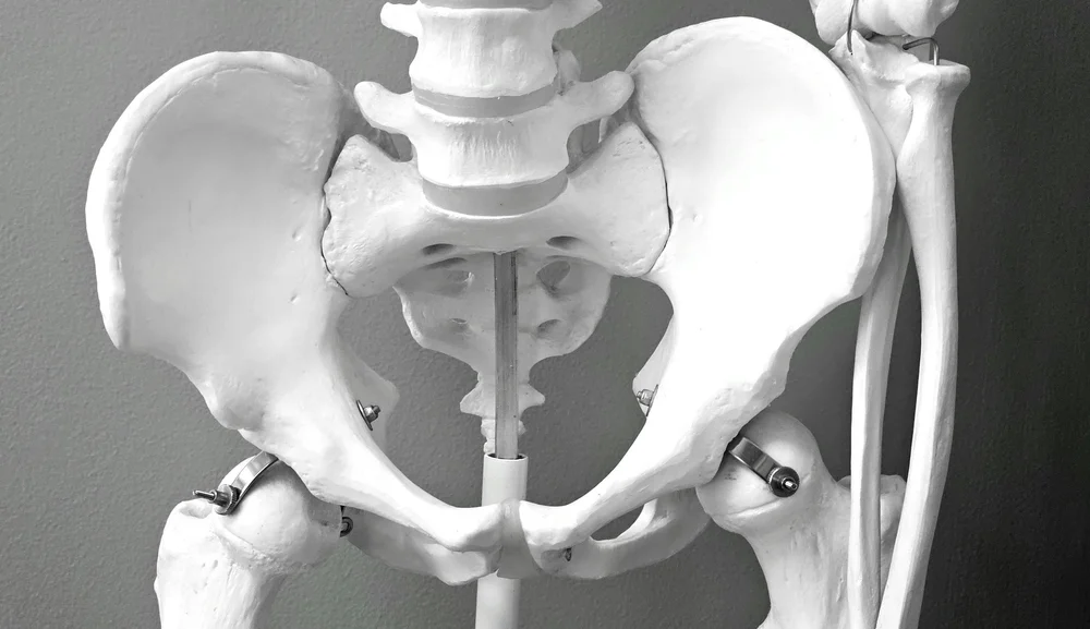 Modelo anatómico de la pelvis y las articulaciones de la cadera