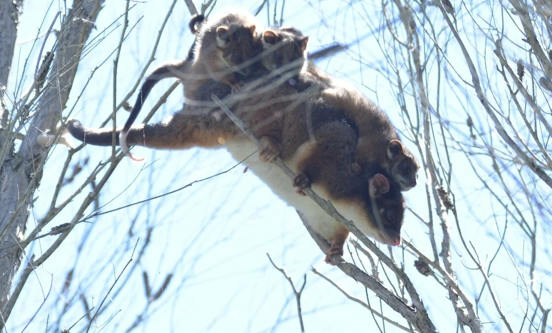 Screen Shot 2021-05-01 at 10.30.32 PM.png