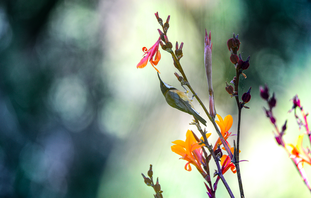 Our Farm’s Small &amp; Tiny Birds