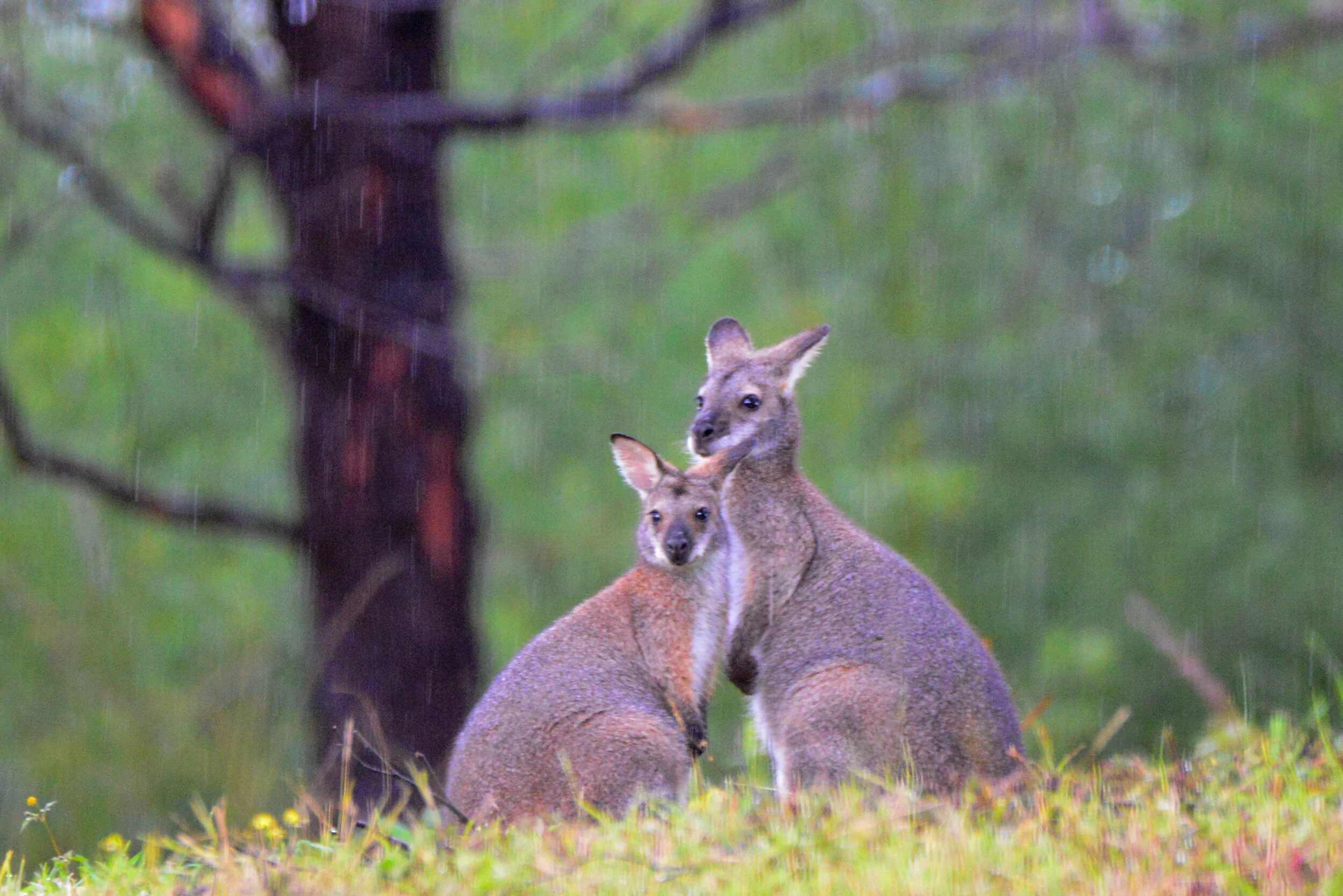 Red Rabbit Farm’s Kangaroos &amp; Wallabies