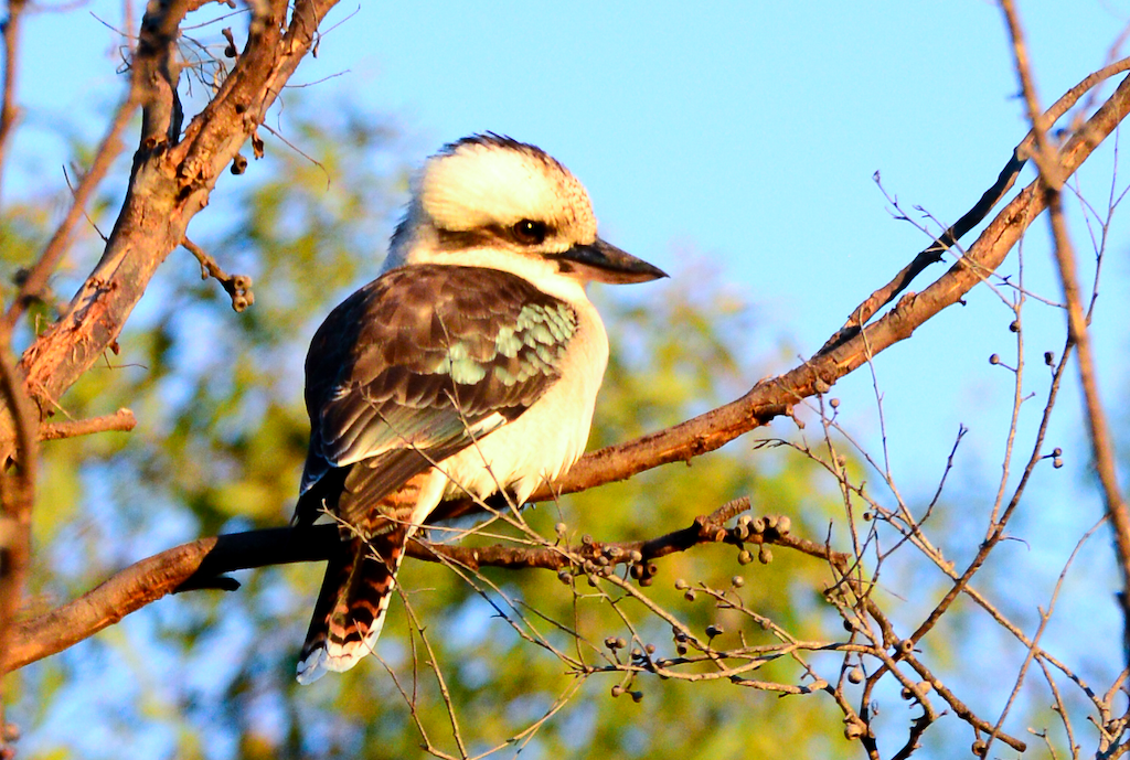 Screen Shot 2021-06-14 at 12.01.58 AM.png