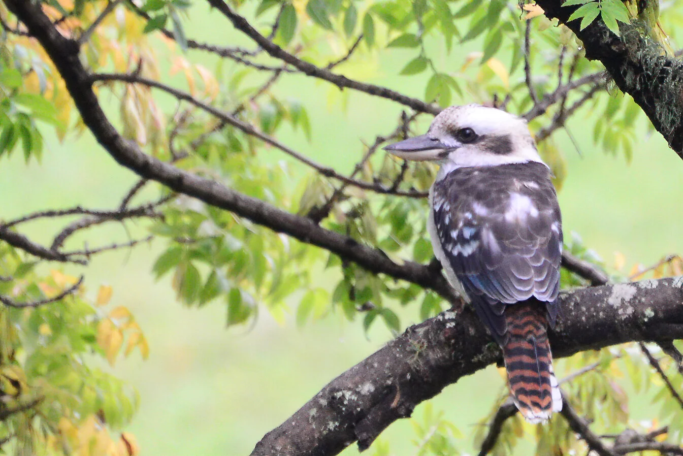 The Laughing Kookaburra