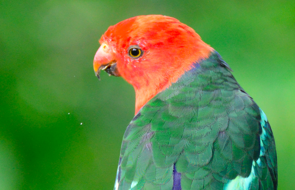 The Parrots of Red Rabbit Farm